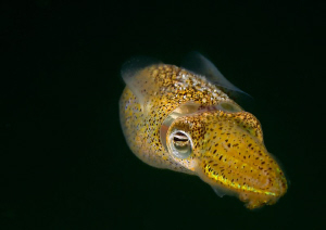 Sepiola atlantica - the little cuttle.
Aughrus, Connemar... by Mark Thomas 